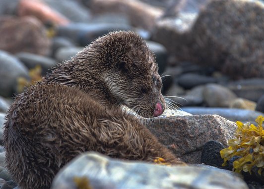 A brown Eurasian otter sits amidst rocks and seaweed with its fur slightly wet and spiky. It is turning back towards the camera with its eye closed and its pink nose is clearly seen.