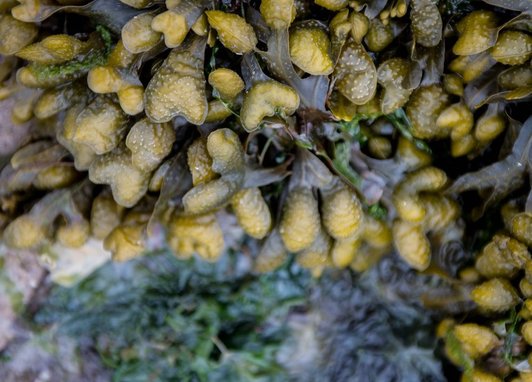 Spiral Wrack (Fucus spiralis), a type of brown seaweed commonly found on rocky shores in the UK.