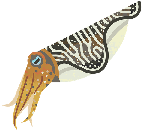 A cuttlefish illustration showing it's swirled patterned 'shell', large eye, and brown arms out in front of it.