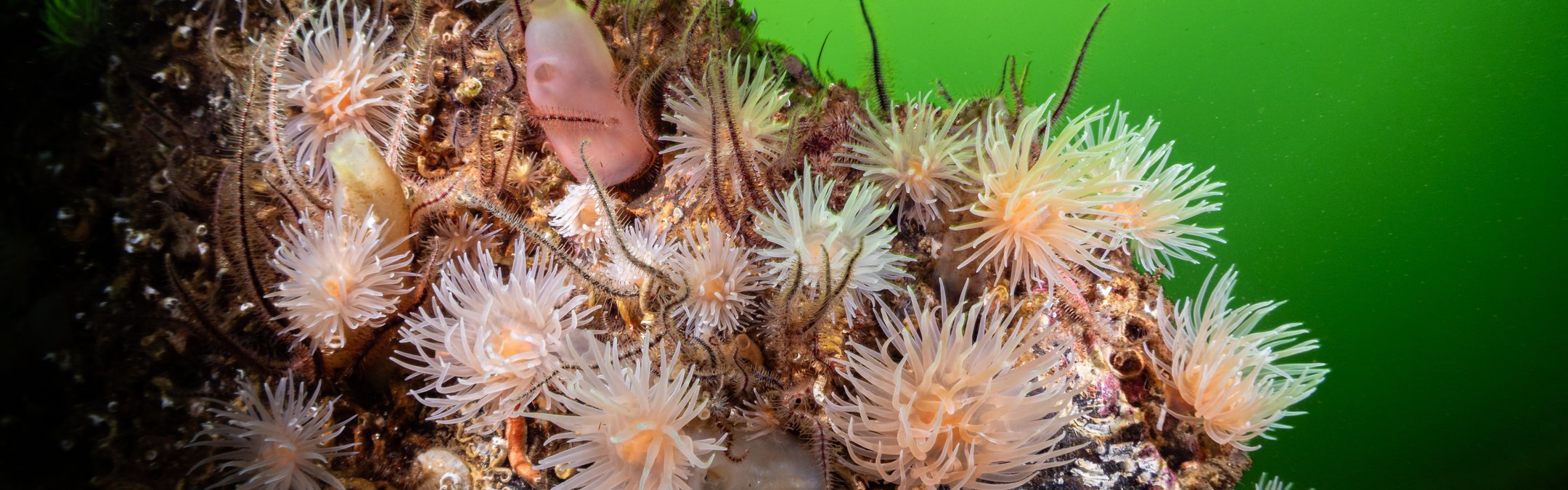 A close up of Loch Leven's reef. Sea anemones and brittlestars can be laying on an outcrop of rock. The sea around it is green.