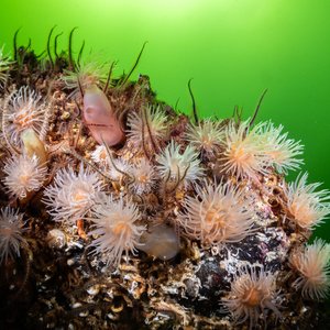 A close up of Loch Leven's reef. Sea anemones and brittlestars can be laying on an outcrop of rock. The sea around it is green.
