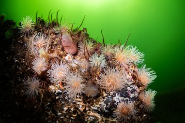 A close up of Loch Leven's reef. Sea anemones and brittlestars can be laying on an outcrop of rock. The sea around it is green.