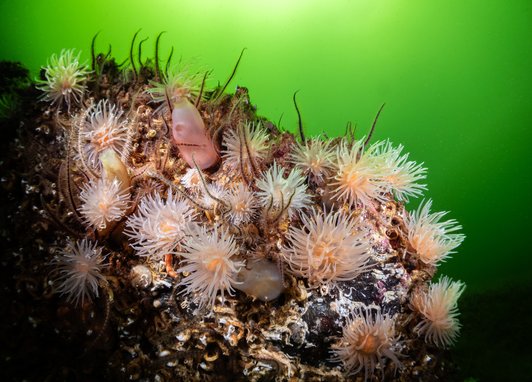 A close up of Loch Leven's reef. Sea anemones and brittlestars can be laying on an outcrop of rock. The sea around it is green.