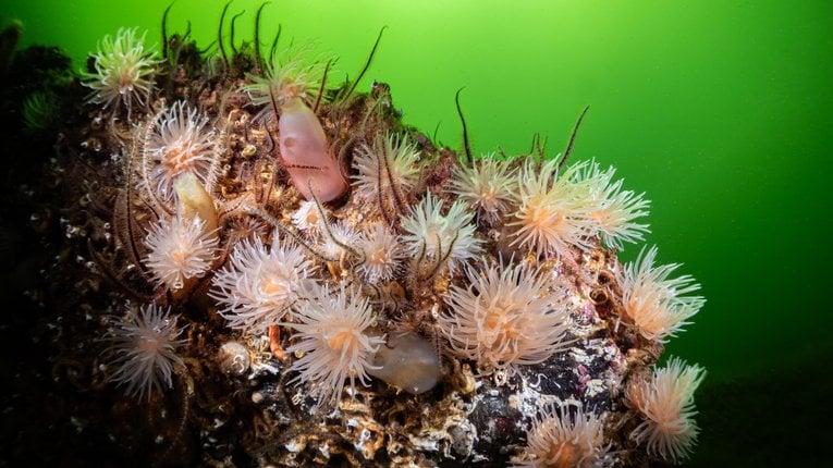 A close up of Loch Leven's reef. Sea anemones and brittlestars can be laying on an outcrop of rock. The sea around it is green.