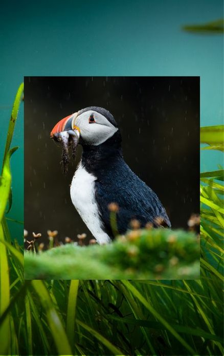 In the background is some vivid green seagrass in dark turquoise water. Overlaid on top is a photograph of a side view of a puffin, it's bright orange beak shining in the sunlight.