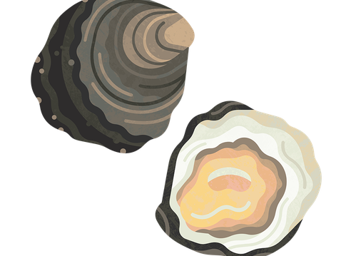 Oyster Native M 960.png