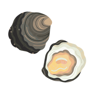 Oyster Native M 960.png