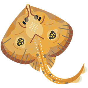 Cuckoo ray