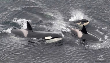 A pod of three orcas breaching above the surface of the ocean. The whale in the foreground is showing its characteristic white eye patch and white saddle patch behind its dorsal fin. The other two seemingly smaller whales are partially submerged.