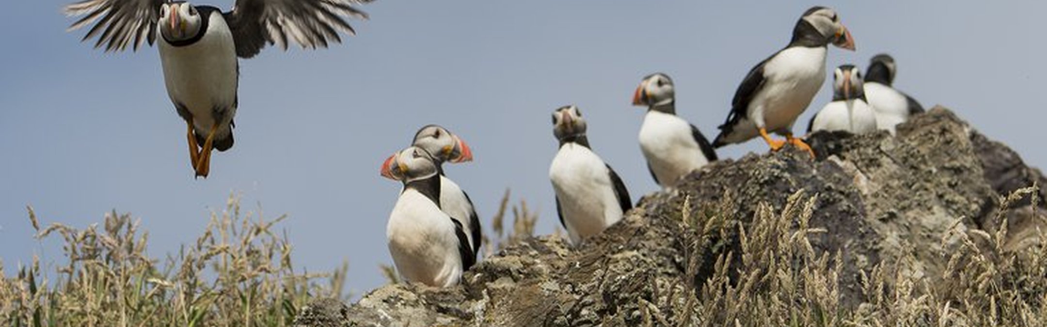 A group of Atlantic puffins on a grassy, rocky cliffside under a blue sky. One puffin is in mid-flight on the left, with wings spread, while several others are perched on the rocks