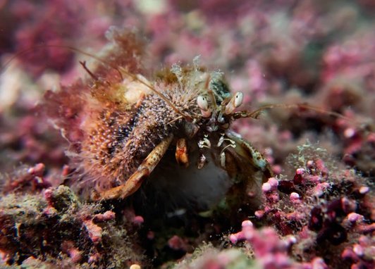 A close-up of a hermit crab. It has a hairy, speckled appearance and prominent eyes on stalks. Its large right claw is visible at the front. The background consists of pink, red, and brown maerl coral agae.