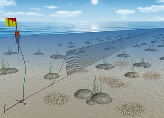 A long line floats just below sea level, with lots of nets hanging off the line