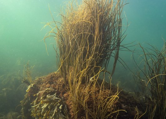 A portrait photograph that has captured a number of different species of seaweed attached to a rock under the water. The sun's rays are shining through the water's surface