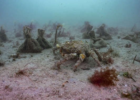 The water is dark green. The seabed floor is white, and on the seabed floor are lots of bags of seagrass