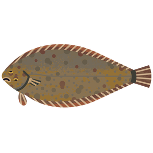 Dover sole