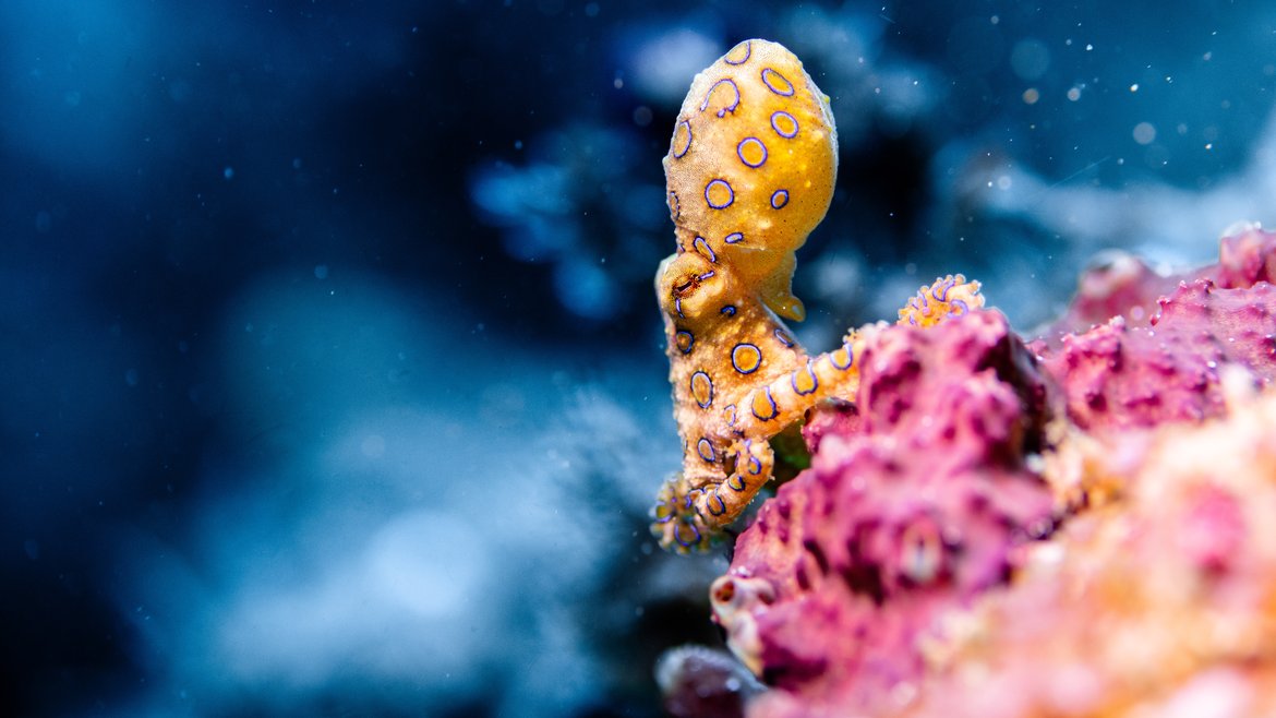 A brighly coloured yellow octopus with blue rings on pink coral.
