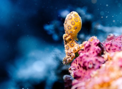A brighly coloured yellow octopus with blue rings on pink coral.