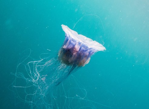 A blue jellyfish swimming in clear azure blue waters in Scotland. It appears ethereal with long thread-like tendrils coming from it's white bell-shaped body. It appears to be swimming towards the surface with its bell concave towards the surface.