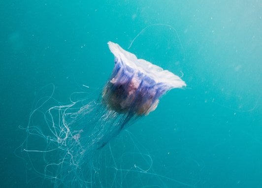 A blue jellyfish swimming in clear azure blue waters in Scotland. It appears ethereal with long thread-like tendrils coming from it's white bell-shaped body. It appears to be swimming towards the surface with its bell concave towards the surface.