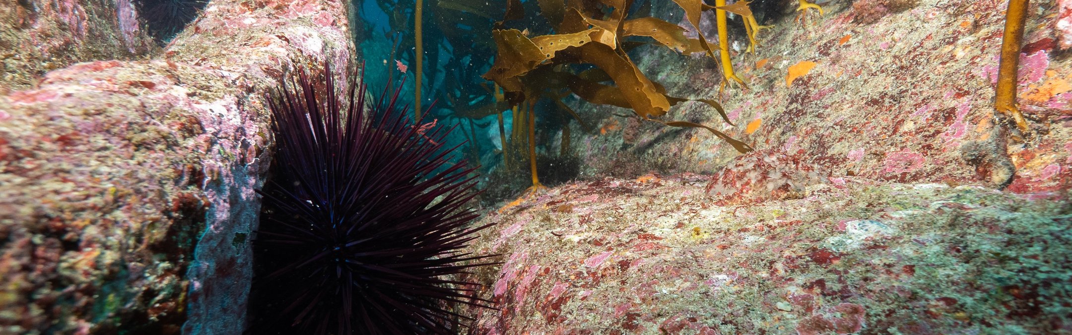 Several dark purple sea urchins on some rocks. Around them is some kelp which looks to have bite marks in them.