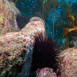 Several dark purple sea urchins on some rocks. Around them is some kelp which looks to have bite marks in them.