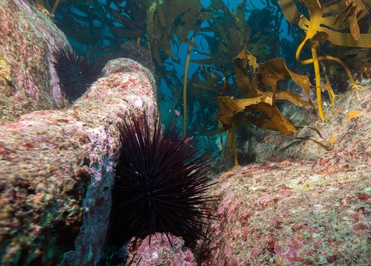 Several dark purple sea urchins on some rocks. Around them is some kelp which looks to have bite marks in them.