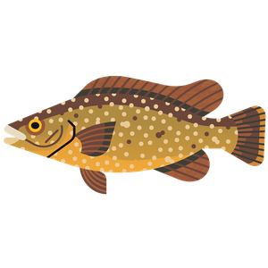 Ballan wrasse