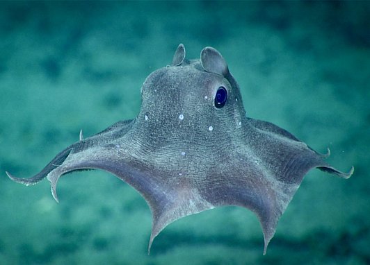 A dumbo octopus floating in the ocean. Its legs are spread out like a parachute and its ears are raised.