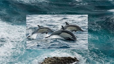 In the background the turquoise waters are choppy with waves frothing. Overlaid on top is an image of three common dolphins leaping through the water.