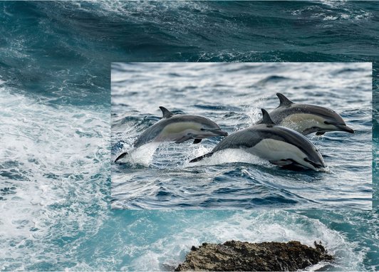 In the background the turquoise waters are choppy with waves frothing. Overlaid on top is an image of three common dolphins leaping through the water.