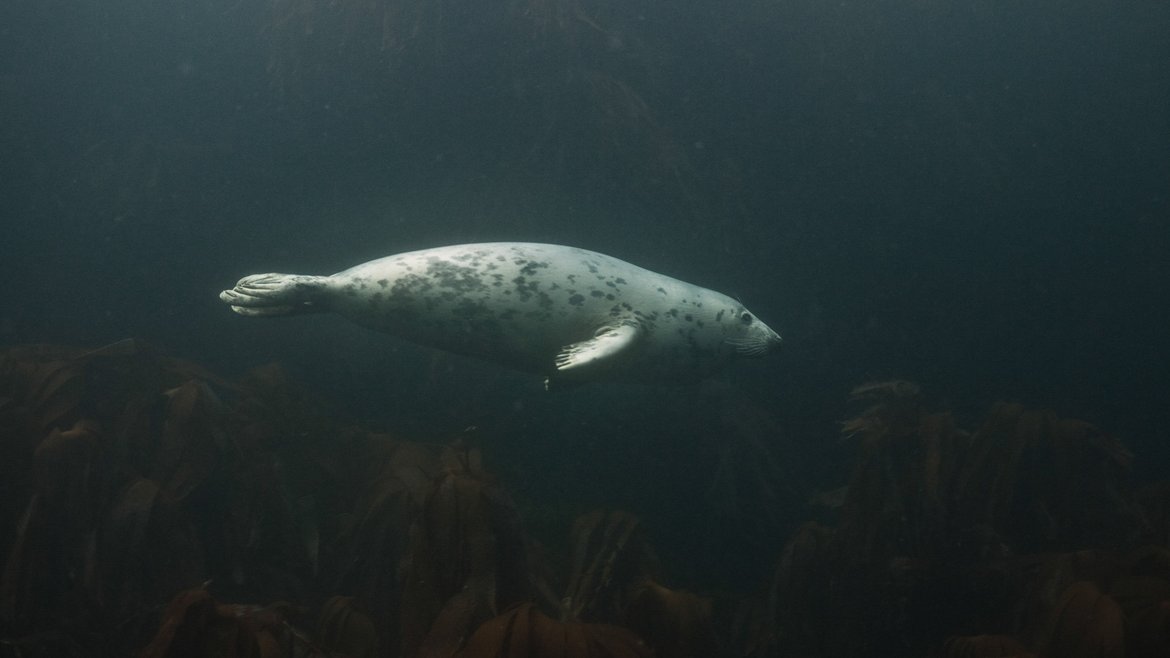 A lone grey seal swimming to the right of the frame in murky water