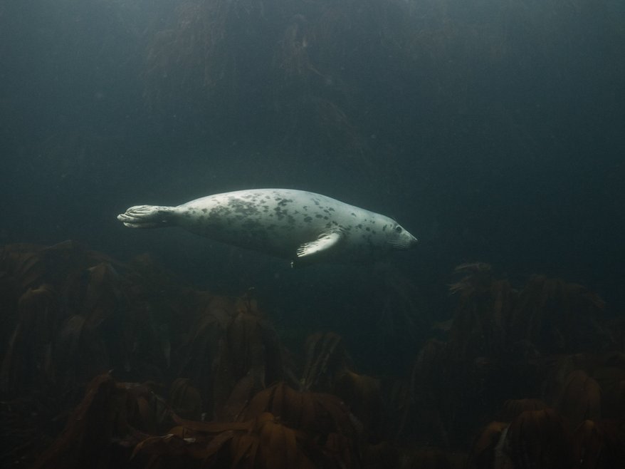 A lone grey seal swimming to the right of the frame in murky water