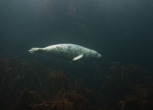 A lone grey seal swimming to the right of the frame in murky water