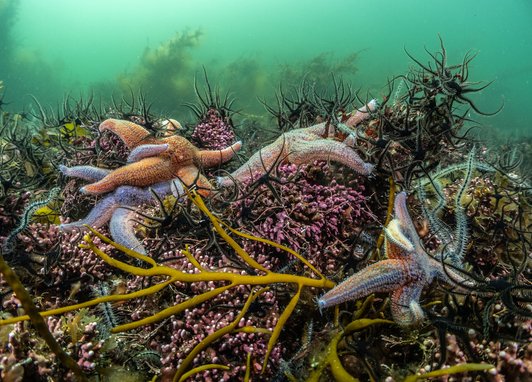 Several orange and purple common starfish are pictured on the seabed floor, surrounded by colourful sealife.