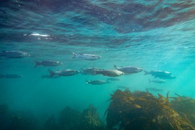A school of grey mullet swimming through clear blue water above kelp-covered rocks.