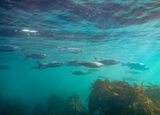 A school of grey mullet swimming through clear blue water above kelp-covered rocks.