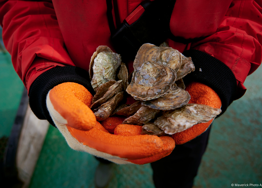 A close up of several native oysters being held by someone wearing orange gloves