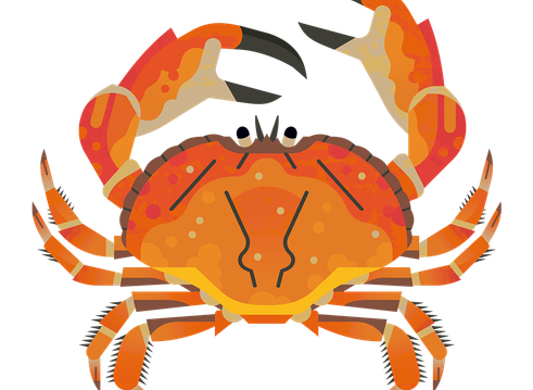 A brown crab illustration from above showing an orangey brown body, 8 back legs and large black tipped claws.