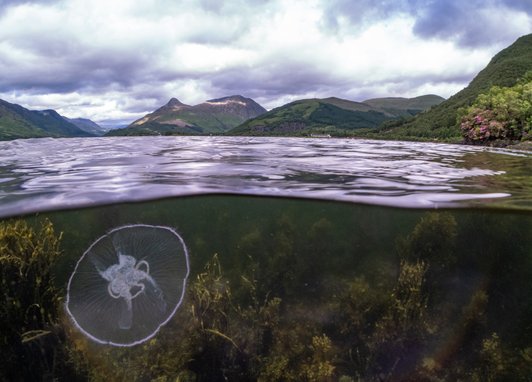 A scene showing an underwater/surface split with a moon jellyfish below the water and scenes of Loch Leven's surrounding hills above. The sky is thick with cloud.
