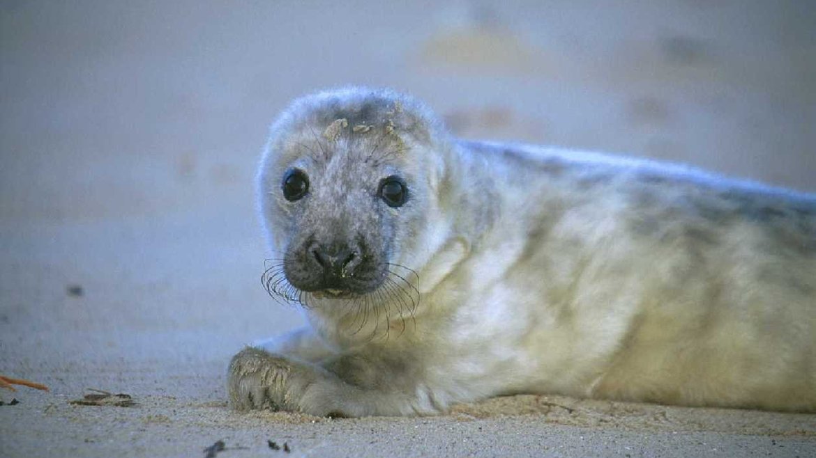 Grey seal pup on the sand looking at the camera