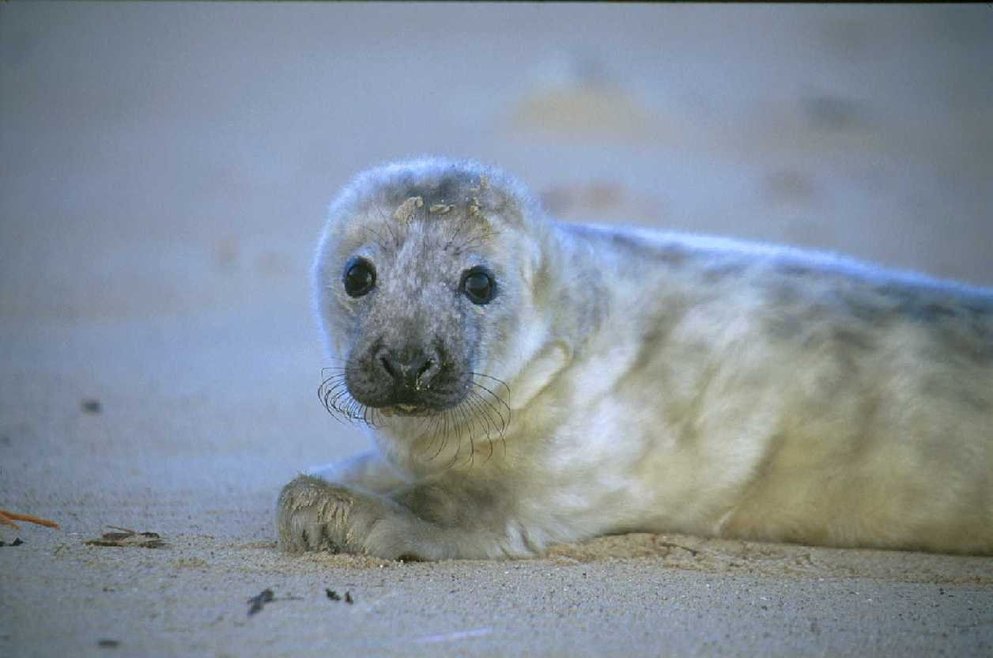 Grey seal pup on the sand looking at the camera