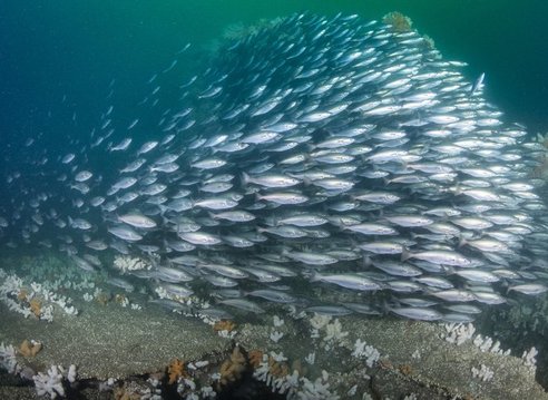 A large school of silver fish known as coley swimming together. Below them is a reef