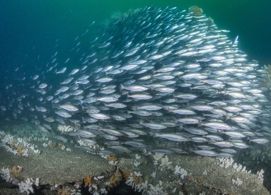 A large school of silver fish known as coley swimming together. Below them is a reef
