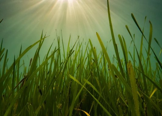 A thriving meadow of seagrass, the sun rays are shining from above