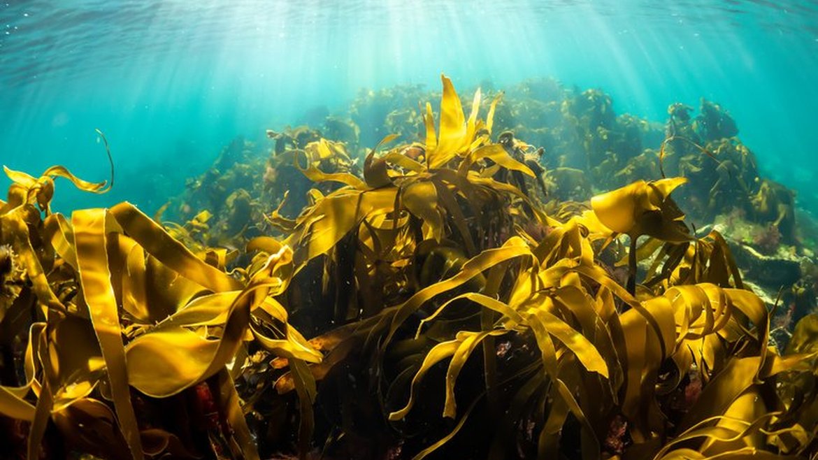 A kelp forest sways underneath sunlight refracted through the water. The water is a clear turquoise while the kelp is thick strands of yellowy-green fronds.