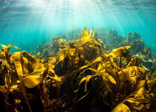 A kelp forest sways underneath sunlight refracted through the water. The water is a clear turquoise while the kelp is thick strands of yellowy-green fronds.
