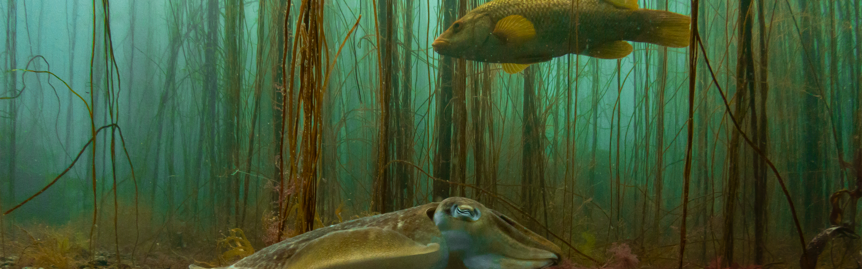 Common cuttlefish | Marine Conservation Society