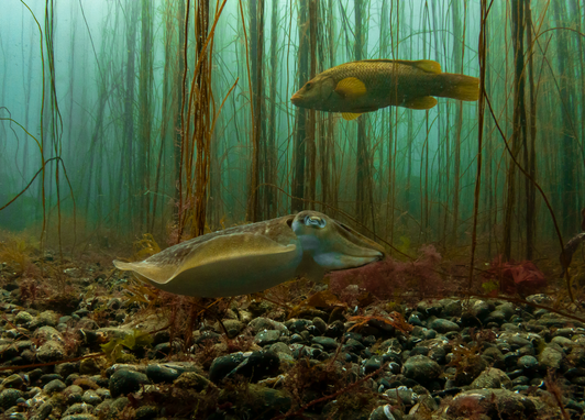 A cuttlefish swimming close to the seabed with a ballan wrasse swimming above it, Porthkerris Cornwall. The sea is green/blue with weeds in the background, details on the species can't be seen clearly.