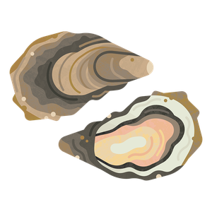 Pacific oyster