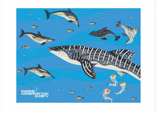 An image showing the front cover of the Marine Conservation Society's gift membership card. It is graphic based with a deep blue background and a whale shark illustration as the main focus. Other illustrations include compass jellyfish, seals and dolphins